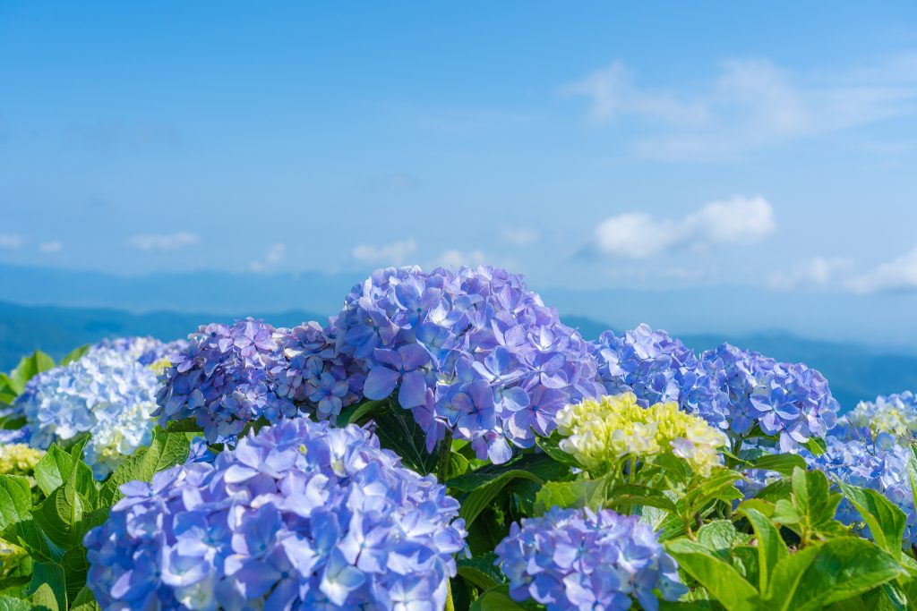 紫陽花がキレイな徳島のおすすめ写真スポット6選！│YOGON-Photograph
