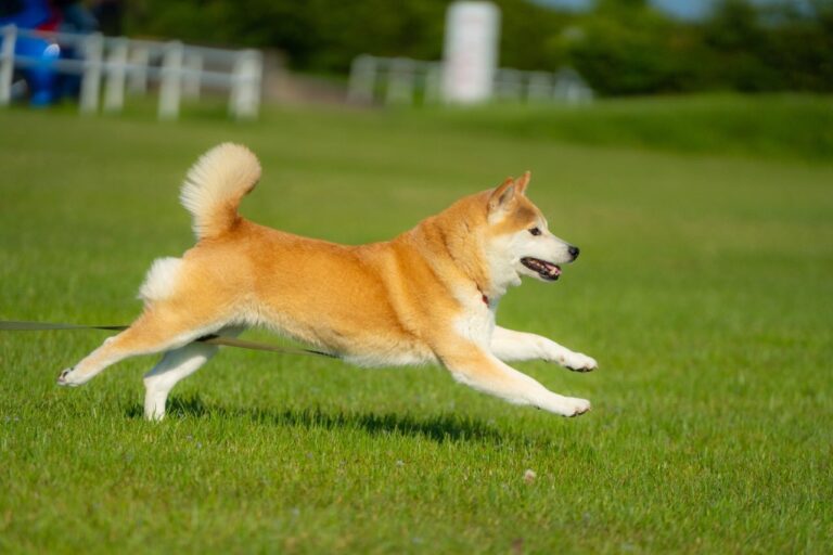 走る犬の撮影方法 意識するのは３つだけ かわいいペットの一瞬を思い出に残そう Yogon Photograph