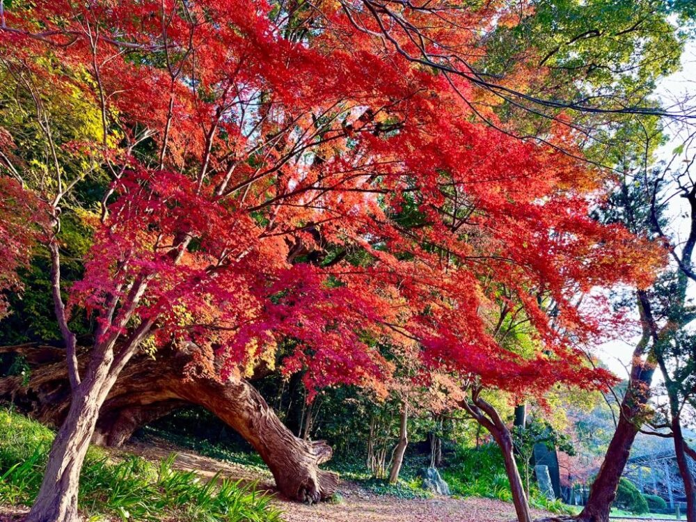 2022年絶対いくべき】徳島県のおすすめ紅葉スポット12選！│YOGON