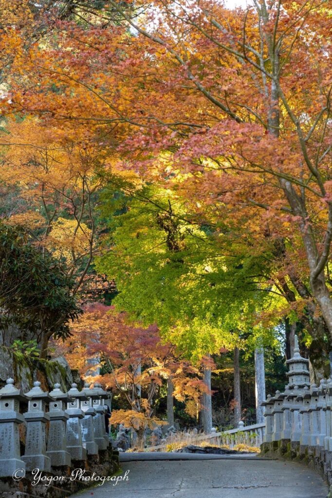 2022年絶対いくべき】徳島県のおすすめ紅葉スポット12選！│YOGON